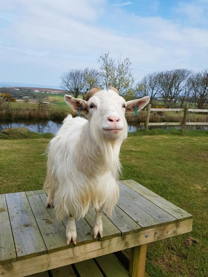 Noddfa Farm Guest House Haverfordwest Luaran gambar